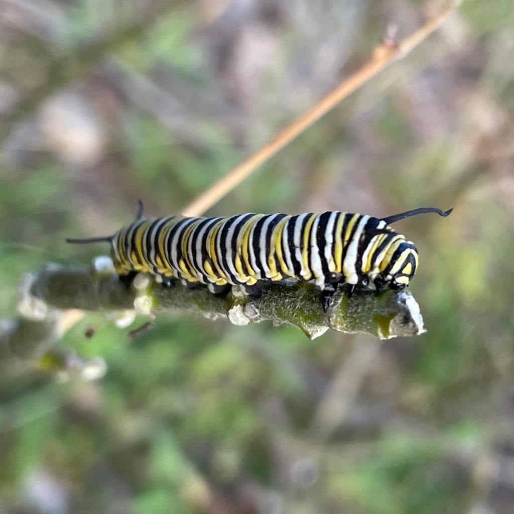12-Oruga-monarca-10-16-oct