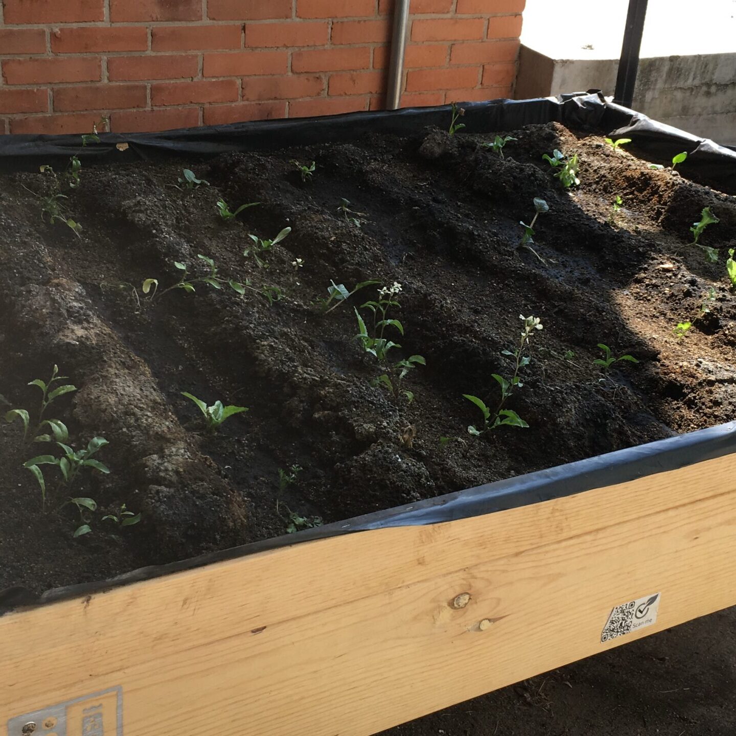 Plantas_Liceo_del_Valle_Huerto