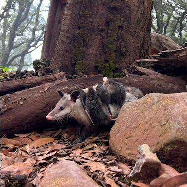 Screen-Shot-2022-07-28-at-2.26.15