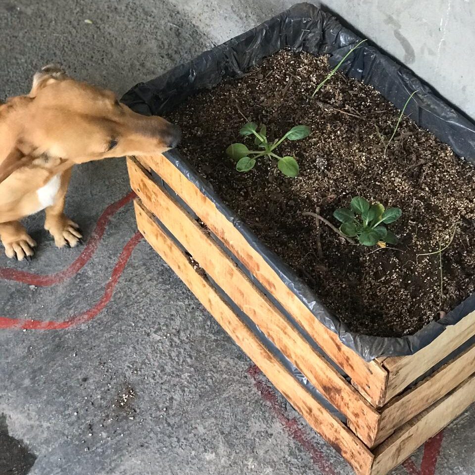 WhatsApp-Image-2020-05-30-at-11.50.22-PM-2