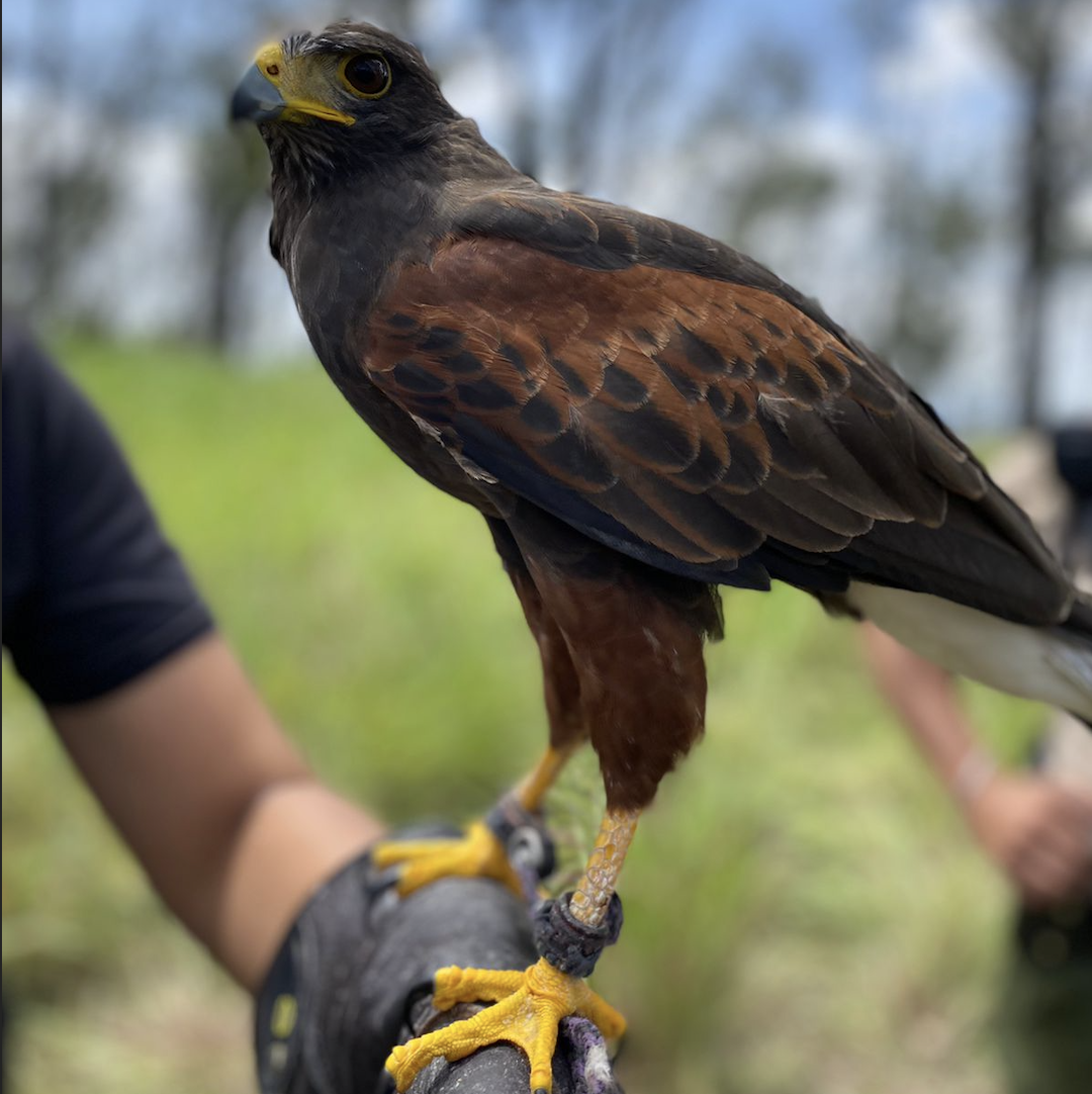 Charla Ambiental de Fauna Silvestre Guadalajara 5